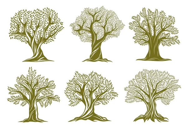 Stare Ikony Drzew Oliwnych Wierzby Lub Dębu Drzewa Skręconym Pnia — Wektor stockowy