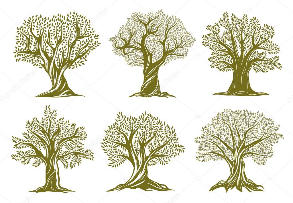 Old olive, willow or oak trees engraved icons. Trees with twisted trunk and branches, big crown, green foliage and exposed roots vector set. Garden, farm orchard or forest ancient plant silhouette