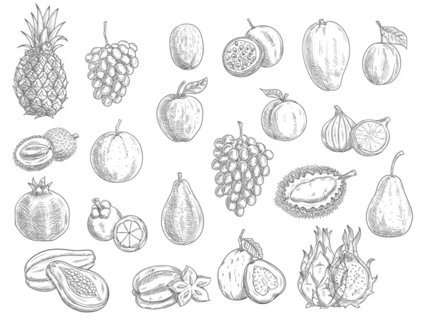 Croquis Fruits Isolés Icônes Vectorielles Durian Grenade Ananas Pêche Papaye — Image vectorielle