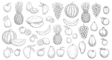 Çizim meyveleri izole vektör simgeleri karpuz, ananas, şeftali ve kivili mango. Çiftlik pazarı, meyve bahçesi ve tropik egzotik meyveler muz, avokado, üzümlü limon ve kavun seti.