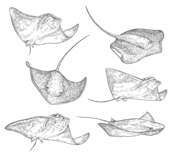 刺青鱼素描图标 刺眼的射线或曼塔水下海洋生物 病媒分离的黄绿色物种黑白雕刻 水族馆和海洋野生动物符号 — 图库矢量图片
