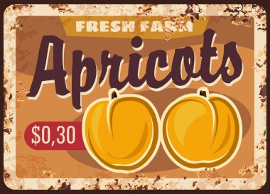 Meyve çiftliği kayısıları paslı metal plaka topluyor. Olgun kayısı ya da şeftalili meyve elle çizilmiş vektör. Organik gıda çiftliği retro afişi, doğal ürünler pazarı veya dükkan fiyatı tabelası veya pas desenli tabela