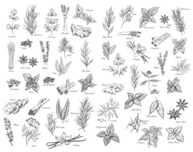 Spices, cooking herbs and seasonings sketch vectors set. Bay leaves, peppermint and sage, cinnamon and ginger, black pepper, cardamon and cloves, basil, oregano and arugula, dill, cilantro and anise clipart