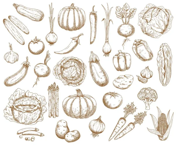 Сельскохозяйственные Овощи Зелень Векторный Набросок Овощей Брокколи Морковь Капуста Огурцами — стоковый вектор