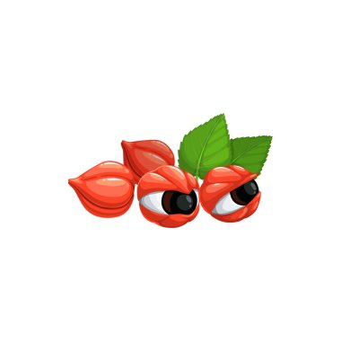 Guarana süper yiyecek meyveleri Paullinia cupana serbilis 'i izole etti. Vektör kırmızı meyveler ve yeşil yapraklar, Guarana meyveleri, süper meyve olgun meyveler organik yiyecekler, tropikal egzotik Brezilya tatlıları.