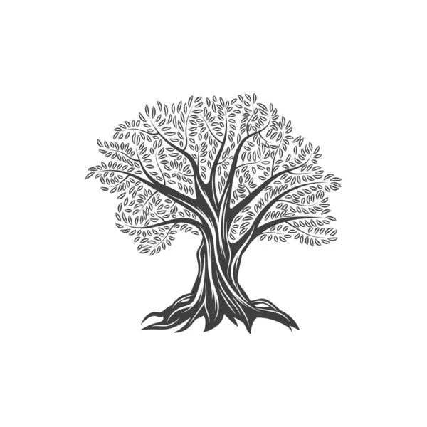 Значок Оливкового Дерева Листьями Ветвями Оливковым Маслом Векторной Этикеткой Оливковое — стоковый вектор