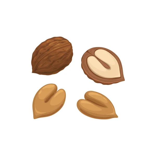 Hazelnut Hard Shell Isolated Superfood Peeled Shell Isolated Icon Vector — Stock Vector