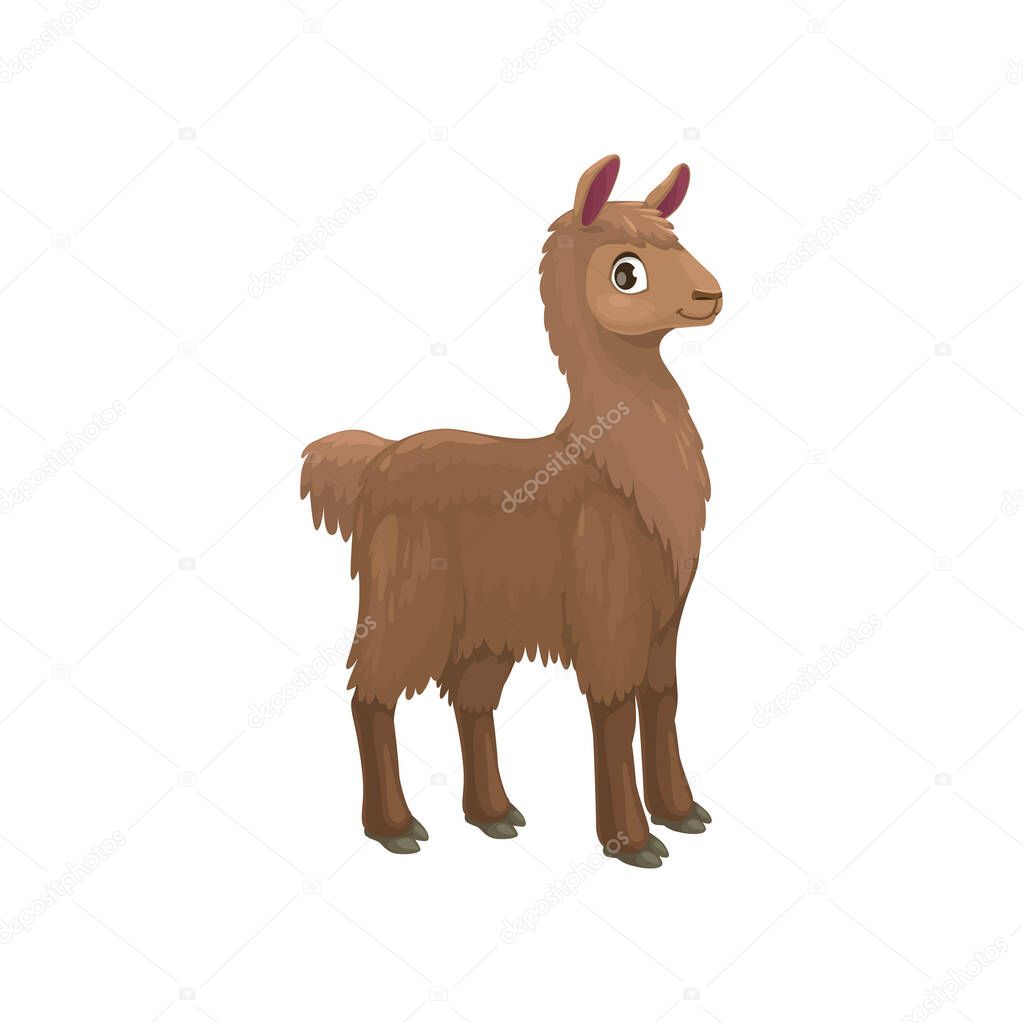 Brown alpaca or lama isolated LLama, South American hoofed mammal. Vector domesticated pack animal of camel family in Andes, valued for its soft woolly fleece. LLama baby character, guanaco wild lama