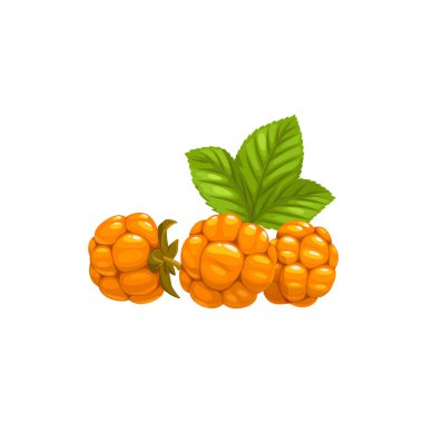 Cloudberry ripe orange berries with leaves isolated icon. Vector cloudberry, nordic berry, bakeapple, knotberry and knoutberry, aqpik or low-bush salmonberry, averin or evron fruits, food dessert clipart