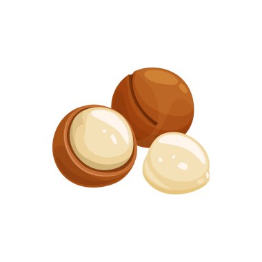 Kabuklu Macadamia fındıkları ve izole edilmiş Queensland fındıkları. Vector bush maroochi bauple nut, ve Hawaii lezzetli aperatif. Kabuğu soyulmuş ve soyulmamış fındıklar, sağlıklı kızartılmış atıştırmalıklar, çatlamış