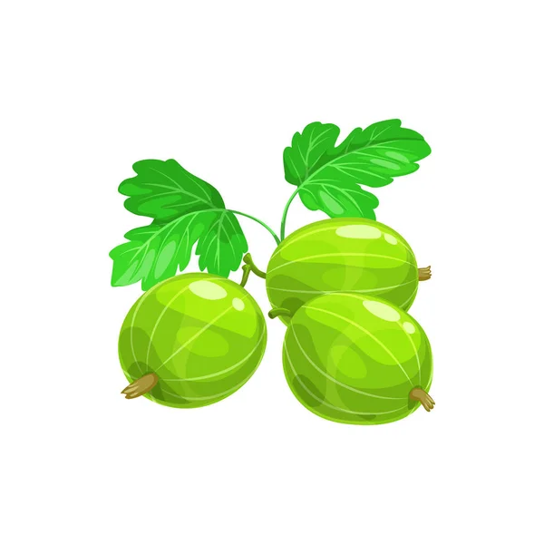 Kruisbessen Geïsoleerd Groen Rijp Fruit Met Bladeren Realistisch Pictogram Vector — Stockvector