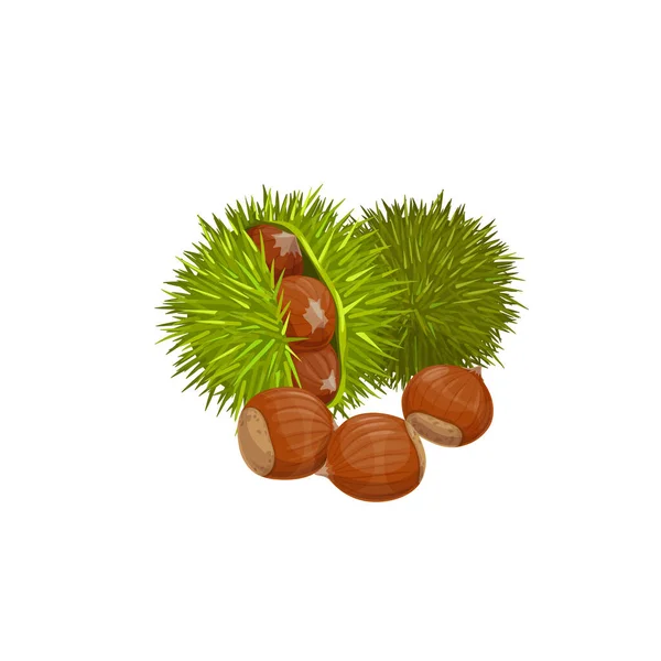 Castagne Isolato Spuntino Sano Vettore Commestibile Crudo Arrosto Castagno Dolce — Vettoriale Stock