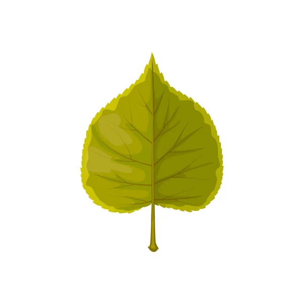 Bladgrön Höst Och Höst Träd Bladverk Vektor Isolerad Ikon Poplar — Stock vektor