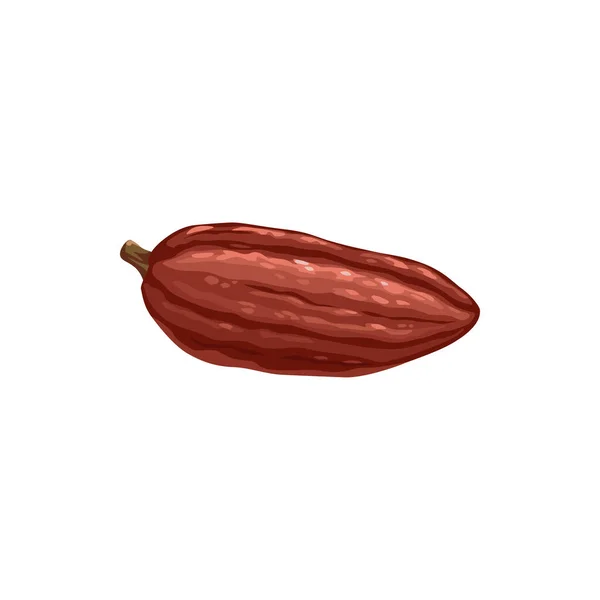Cocoa Bean Vector Icon Chocolate Cacao Tree Plant Food Confection — Stock Vector