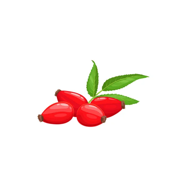 赤いバラの腰のバラ 緑の葉の孤立現実的な食品デザート ベクトルのバラの花や収穫 熟した果物 農家の庭 野生の森の食べ物の仕方を助ける ジャム ヨーグルト ジュースパッケージラベル 天然デザート — ストックベクタ
