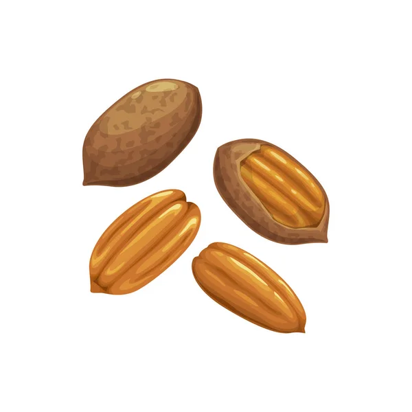 Pecan Nut Carya Illinoinensis Aislados Pelados Sin Pelar Snack Alimentos — Vector de stock