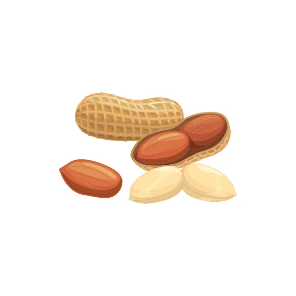 Peanut Isolated Groundnut Peeled Unpeeled Realistic Icon Vector Peanut Oil — Stock Vector