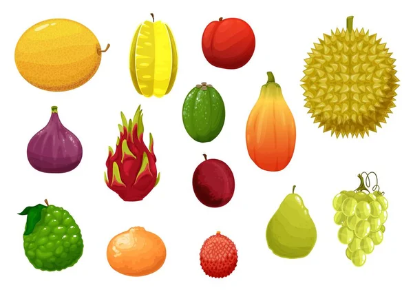 Mogna Och Färska Exotiska Frukter Som Pitaya Drakfrukt Durian Och — Stock vektor