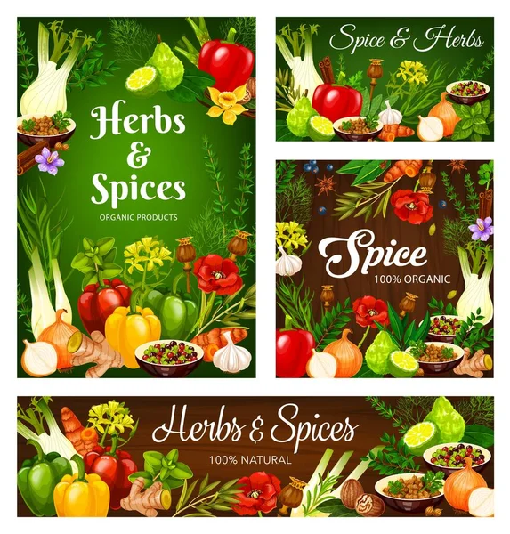 Gyógynövények Fűszerek Főzés Fűszerek Fűszerek Vektoros Zöldségek Tanyasi Fűszernövények Fűszernövények — Stock Vector