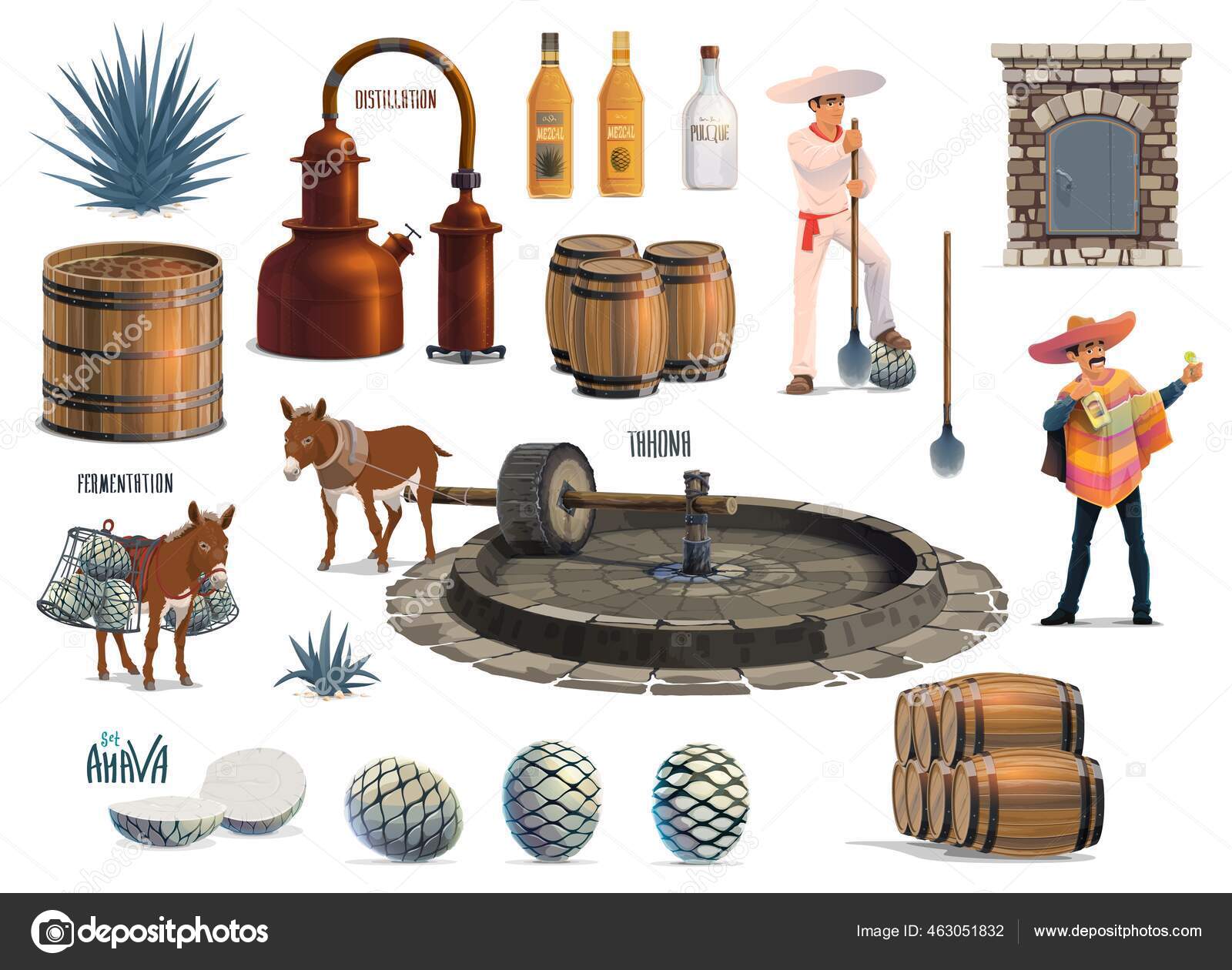 Mexican Tequila Alcohol Drink Production Process Vector Agave