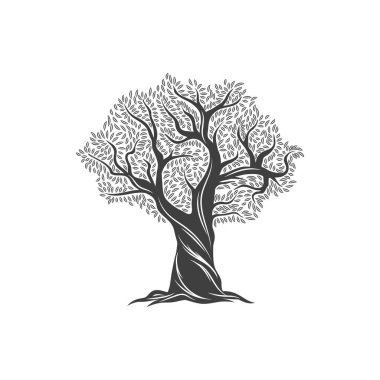 Zeytin ağacı ve zeytin yağı ikonu, dallarda yapraklar, Akdeniz yemeği vektörü ve ekstra bakire ürün şirketi etiketi. Zeytin ağacı, Yunanistan mutfak sembolü