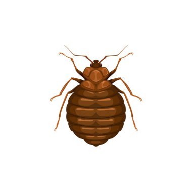 Tahtakurusu ikonu, böcek paraziti ya da tahtakurusu, böcek kontrolü ve iç dezenfeksiyon servisi, vektör izole edildi. Bed bug veya chinch crum böcek paraziti, hastalık önleme ve sağlık dezenfeksiyonu