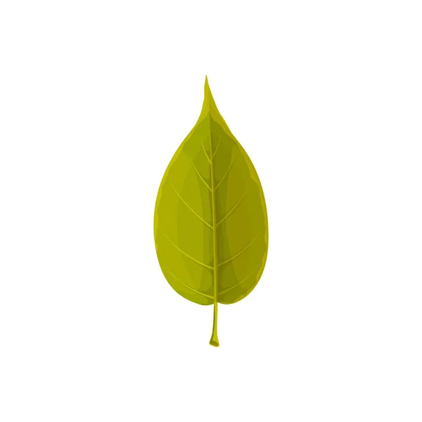 緑の木の葉 秋と秋の葉 ベクトルアイコン ウィローの木の葉 自然秋の季節や森林や植物の葉 — ストックベクタ