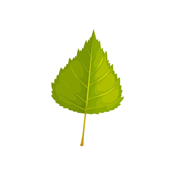 Icono Vector Hoja Abedul Follaje Dibujos Animados Hoja Árbol Caído — Vector de stock