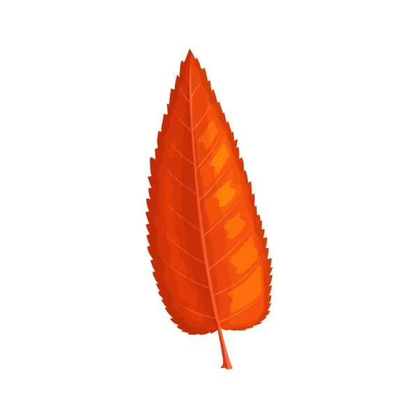 Herbst Bergasche Blatt Vektor Symbol Cartoon Laub Gefallene Baum Blatt — Stockvektor