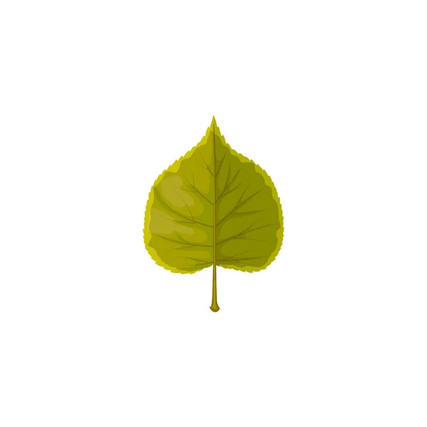 リンデンの葉ベクトルアイコン 漫画の木の葉 緑の葉 白い背景に隔離された植物のデザイン要素 自然または森林のテーマ サイン — ストックベクタ
