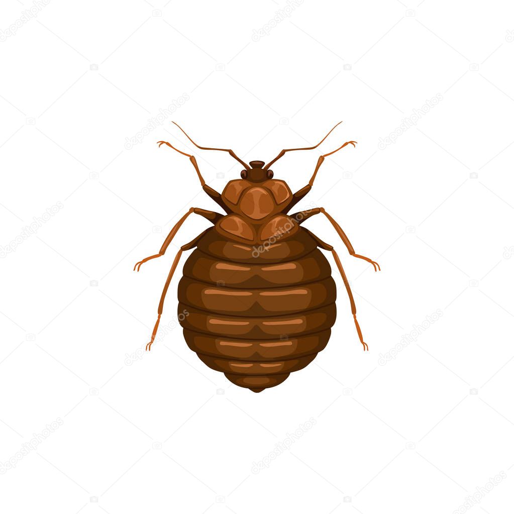Bedbug icon, insect parasite or bed bug, pest control and domestic disinsection service, vector isolated. Bed bug or chinch crum insect parasite, disease prevention and health sanitary disinfection