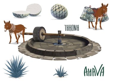 Tekila için mavi agave ve aguamiel özü. Eşek ya da katır agave pina kalbi ya da ananas taşırken tahona taş değirmeni çarkını çeker. Meksika tekila içeceği üretimi, agave plantasyon aracı