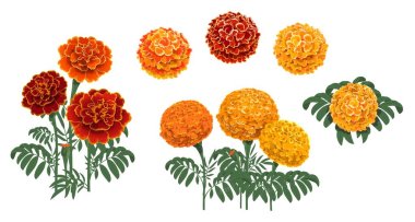 Marigold flowers blossoms, leaves and buds. Red and orange tagetes or cempasuchil blooming flowers, Mexican Dia de los Muertos, Day of Dead holiday and Indian Diwali festival vector floral decorations clipart