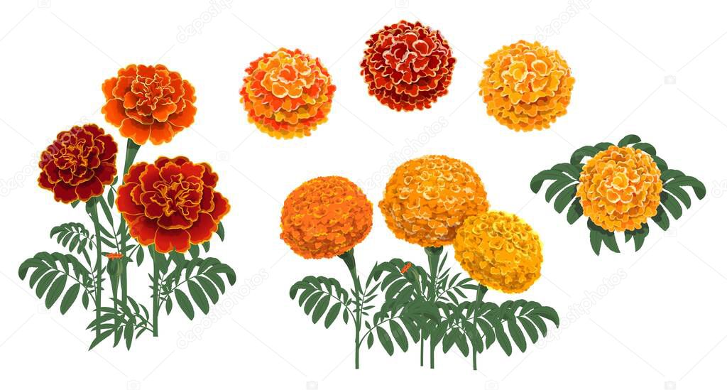 Marigold flowers blossoms, leaves and buds. Red and orange tagetes or cempasuchil blooming flowers, Mexican Dia de los Muertos, Day of Dead holiday and Indian Diwali festival vector floral decorations