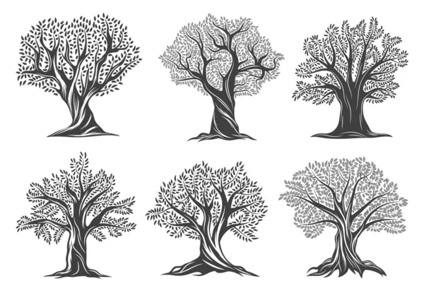 Старые Оливковые Деревья Листьями Трещины Коре Бранчи Закрученном Стволе Символ — стоковый вектор