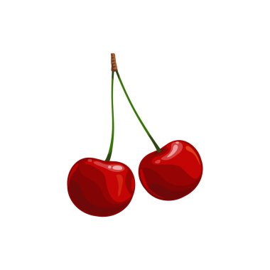 Yabani kiraz meyveleri ya da olgun bahçe bitkisi. Yeşil saplı taze iki kiraz, sağlıklı yiyecek, organik doğal ham üretim, beyaz arkaplanda neşeli tasarım elementi.