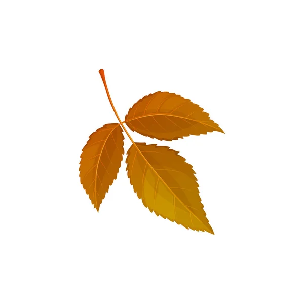 Autumn Leaf Autumn Tree Foliage Vector Dry Orange Brown Leaves — Stock Vector