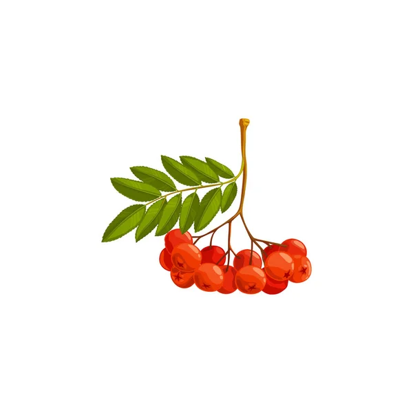 Rama Bayas Rowan Árbol Del Bosque Rowanberry Otoño Caída Con — Archivo Imágenes Vectoriales