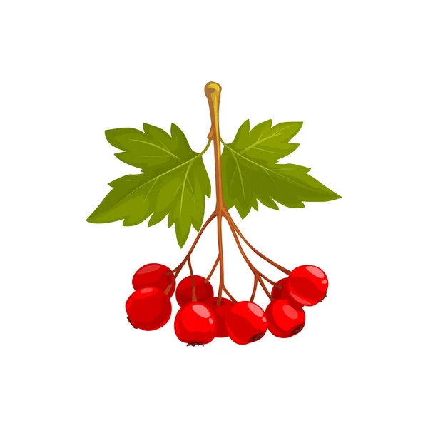 Hawthorn Bessen Bladeren Herfst Fruit Oogst Herfst Thanksgiving Seizoen Vector — Stockvector