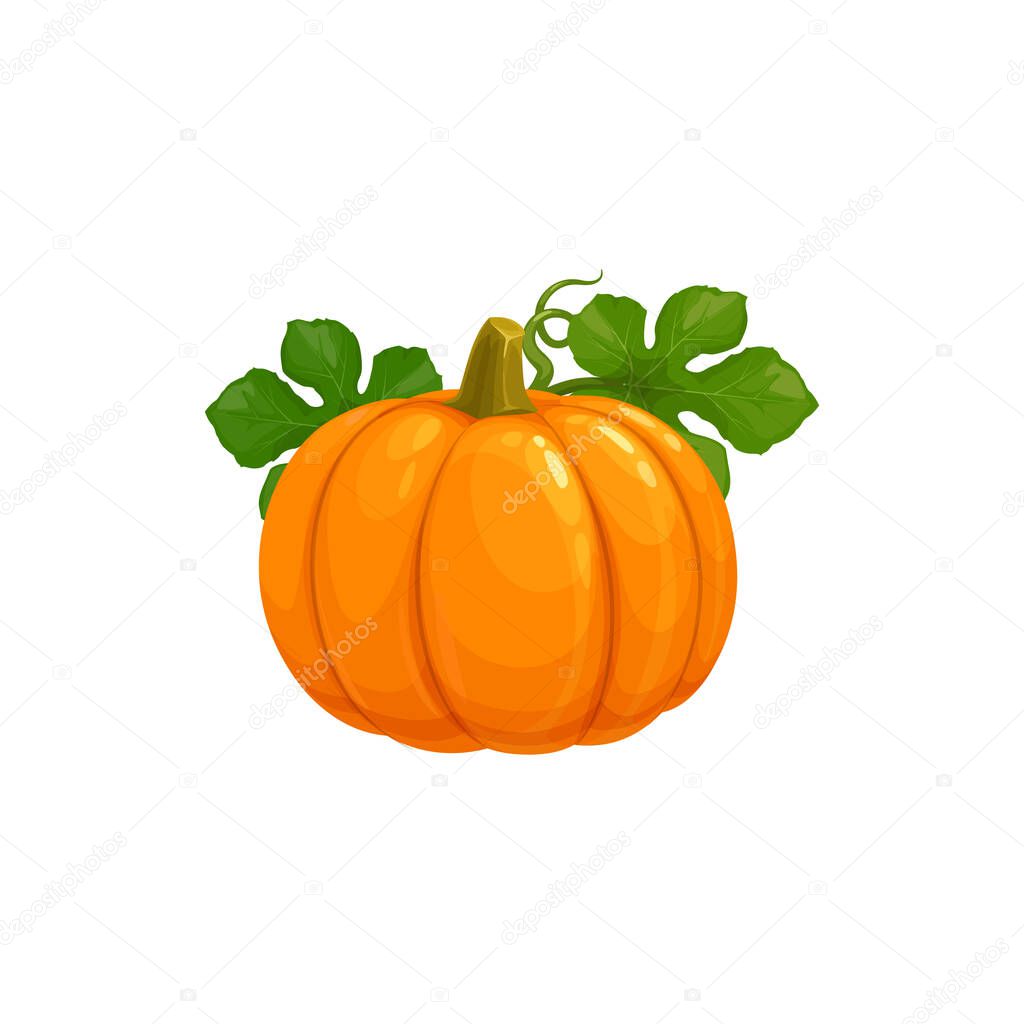 Pumpkin isolated vector icon on white background. Ripe raw orange plant with green leaves, vegetable harvest for Thanksgiving Day or Halloween symbol. Cartoon element for design