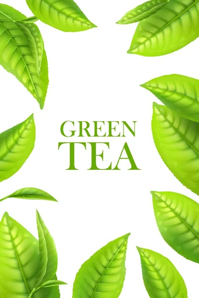 Green Tea Leaves Organic Herbal Background Vector Frame Beverage Advertising — Stock Vector