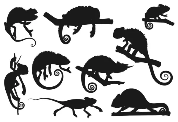 Lagarto Camaleão Silhuetas Répteis Animais Ícones Vetor Camaleão Dos Desenhos — Vetor de Stock