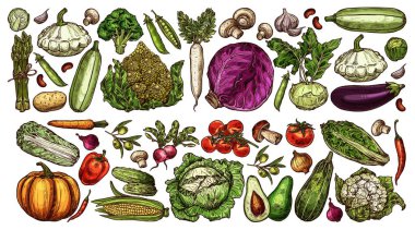 Çiftlik ve sebze eskizleri. El yapımı lahana, karnabahar ve kuşkonmaz, balkabağı, patlıcan, domates, mantar ve zeytin, turp, salatalık ve biber, avokado.