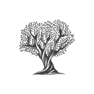 Yaprak ikonlu zeytin ağacı, zeytinyağı sebzesi ve doğa gıda bitkisi, vektör izole etiketi. Dallı zeytin ağacı, ekstra bakir organik paket, Akdeniz Yunanistan mutfağı