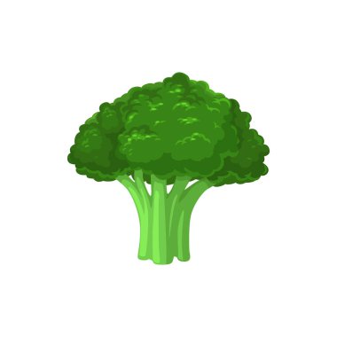 Brokoli lahana taze sebze, vektör olgun bitki, beyaz arka planda izole edilmiş doğal sağlıklı yiyecek. Tasarım için karikatür öğesi, organik sebzeler, eko tarım üretimi