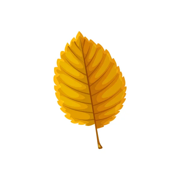 木の秋の葉 秋の森の葉 分離ベクトル 乾燥した黄色のブナのアルダーまたはヘーゼルの木の葉 自然秋の季節と植物の葉 — ストックベクタ