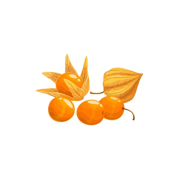 Physalis Fruto Isolado Capa Groselha Design Realista Vector Goldenberry Physalis — Vetor de Stock