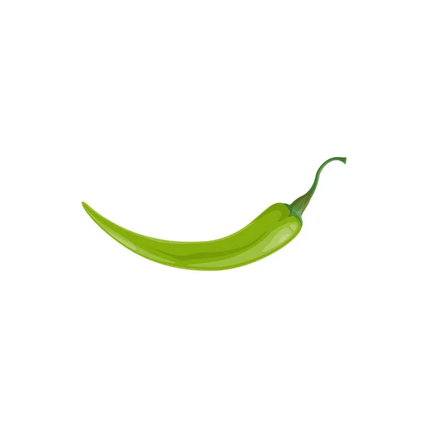 Green Chili Pepper Vector Jalapeno Hot Chilli Vegetable Savory Condiment — Stock Vector
