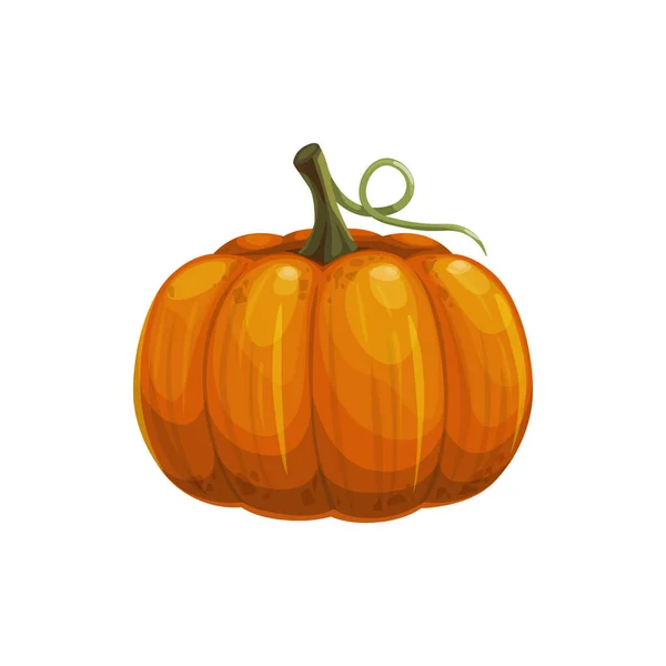 Dýně Stopkou Izolované Syrové Tykev Squash Realistické Ikony Vektorový Halloween — Stockový vektor