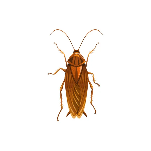 Kackerlacka Insektsparasit Och Skadedjursbekämpning Disinektion Hemmet Vektor Isolerad Kackerlacka Eller — Stock vektor